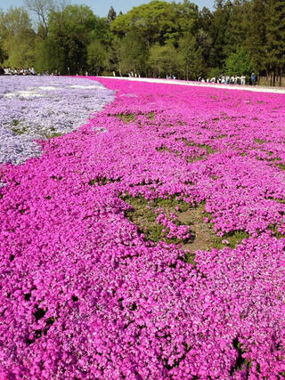 羊山公園のクチコミ写真1