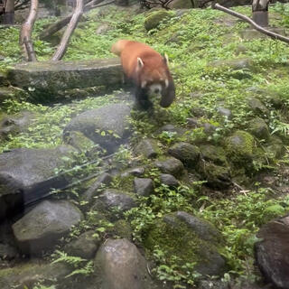 名古屋市東山動植物園の写真26