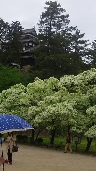 松江城山公園のクチコミ写真1