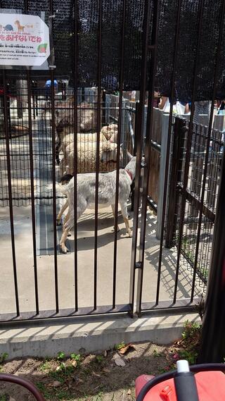 板橋こども動物園のクチコミ写真4