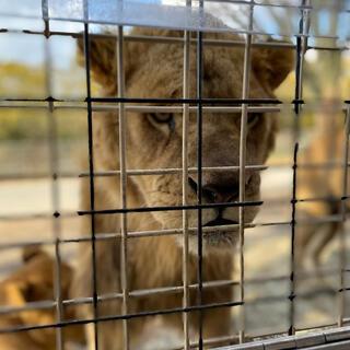 九州自然動物公園 アフリカンサファリの写真17