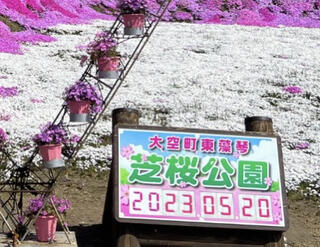 ひがしもこと芝桜公園のクチコミ写真1