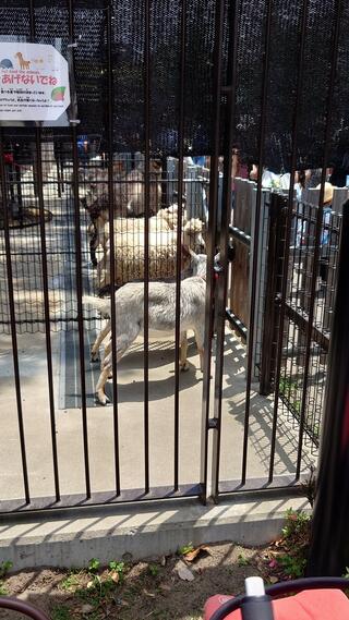 板橋こども動物園のクチコミ写真3