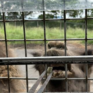 九州自然動物公園 アフリカンサファリの写真15