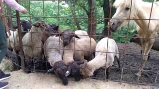 渋川 動物 公園 人気 ベビーカー