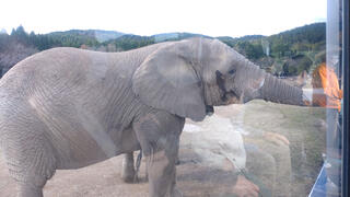 秋吉台自然動物公園サファリランドのクチコミ写真1