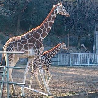 名古屋市東山動植物園の写真22