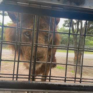 九州自然動物公園 アフリカンサファリの写真13