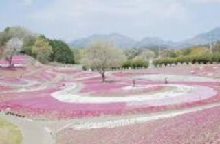 みさと芝桜公園のクチコミ写真1