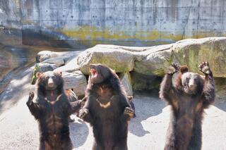 奥飛騨クマ牧場のクチコミ写真1