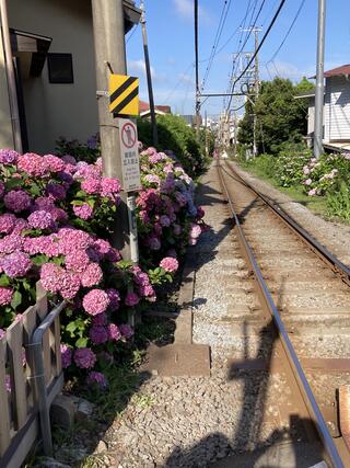 御霊神社のクチコミ写真1