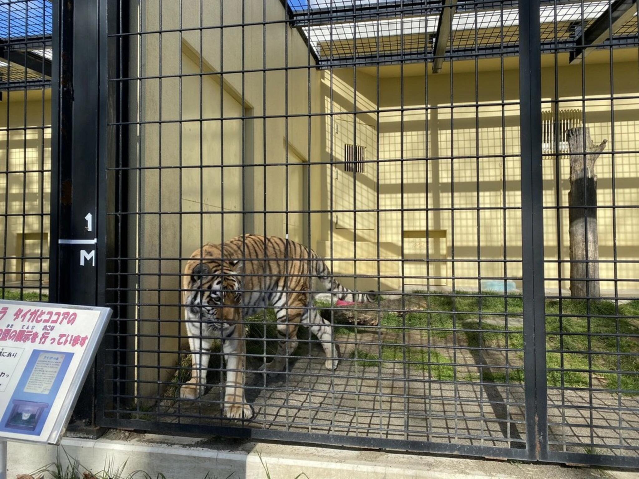 釧路市動物園の代表写真7