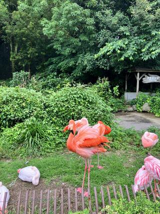 愛媛県立とべ動物園のクチコミ写真1