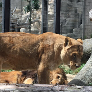 神戸市立王子動物園の写真8