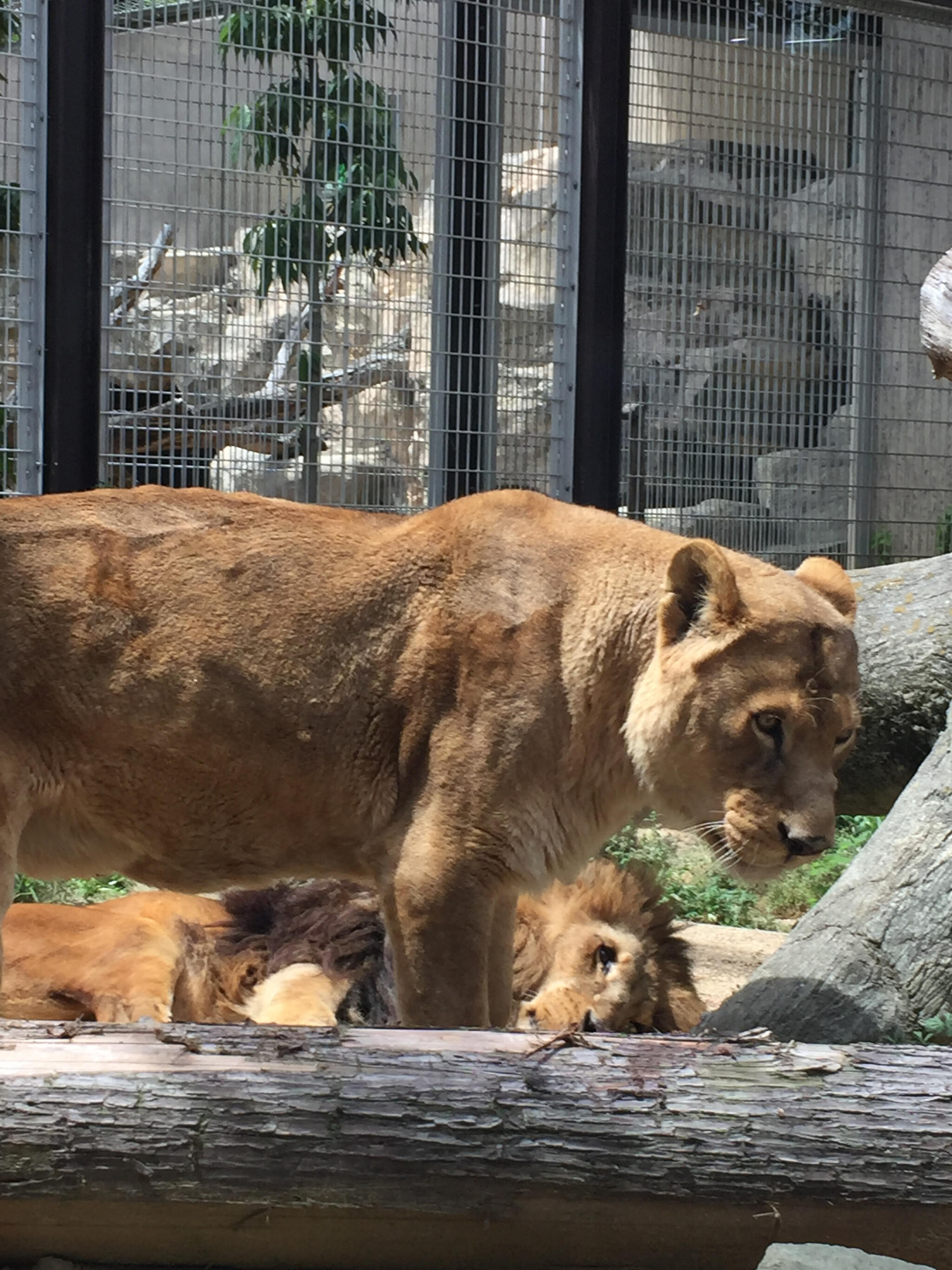 神戸市立王子動物園の代表写真8