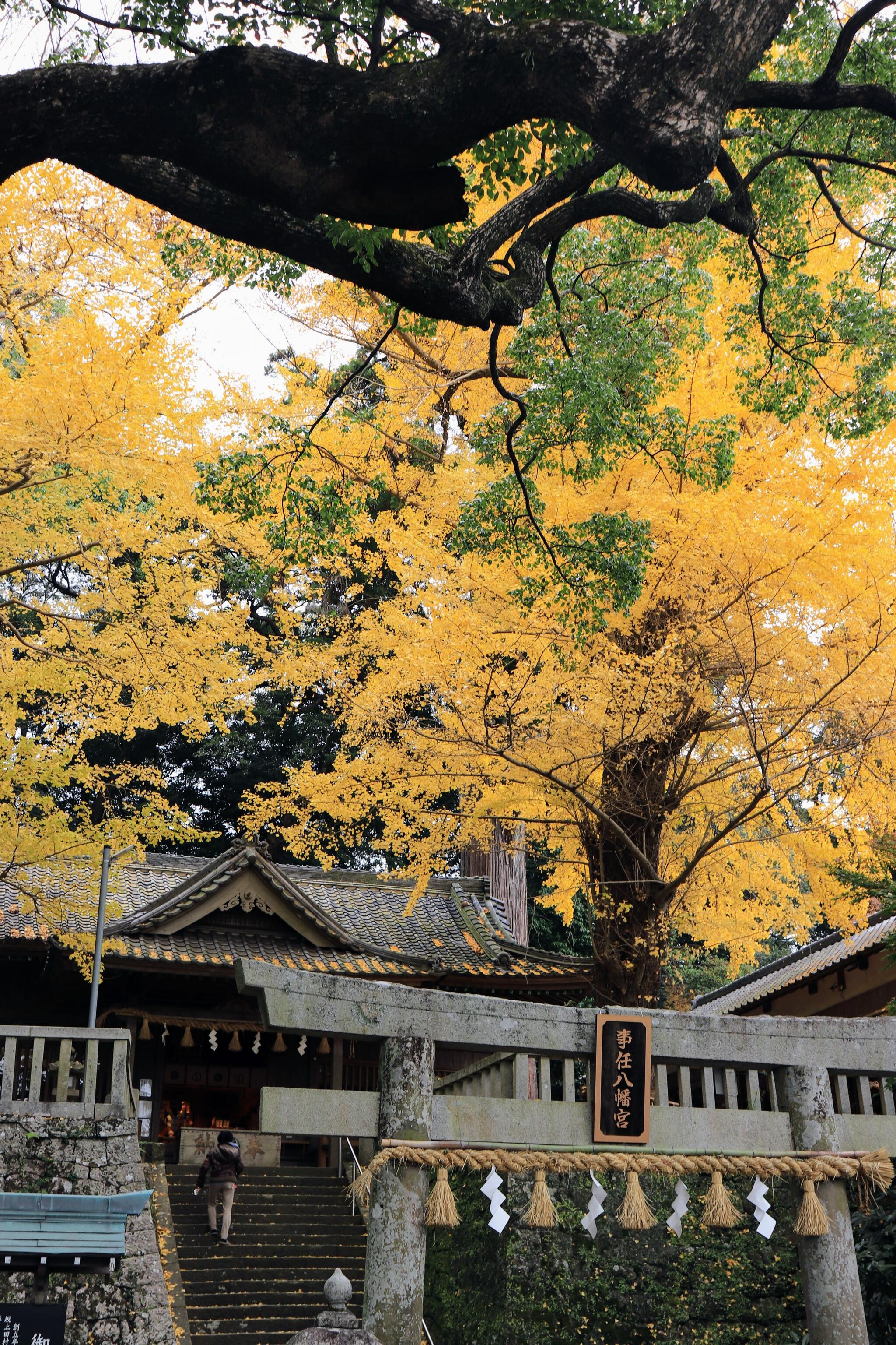 事任八幡宮の代表写真7