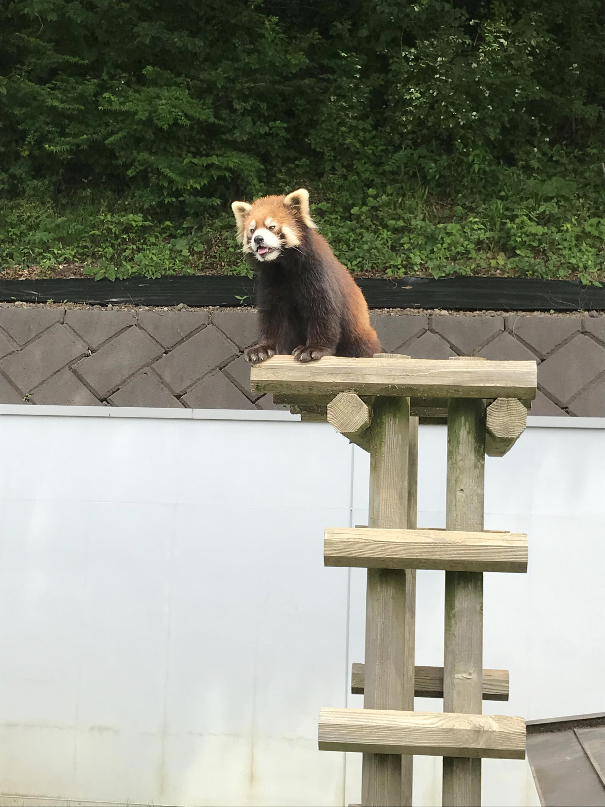 鯖江市西山動物園の代表写真5