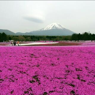 富士芝桜まつり 富士山うまいものフェスタの写真6
