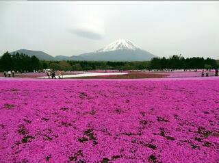 富士芝桜まつり 富士山うまいものフェスタのクチコミ写真1