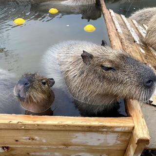 那須どうぶつ王国の写真4