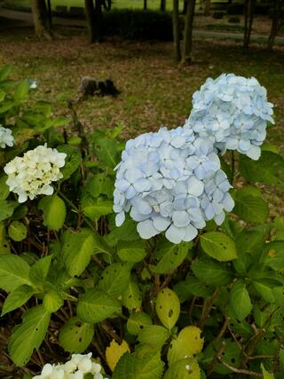 赤塚公園のクチコミ写真3