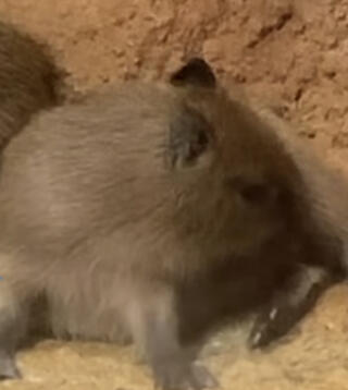 八木山動物公園フジサキの杜のクチコミ写真1