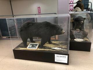 奥飛騨クマ牧場のクチコミ写真1