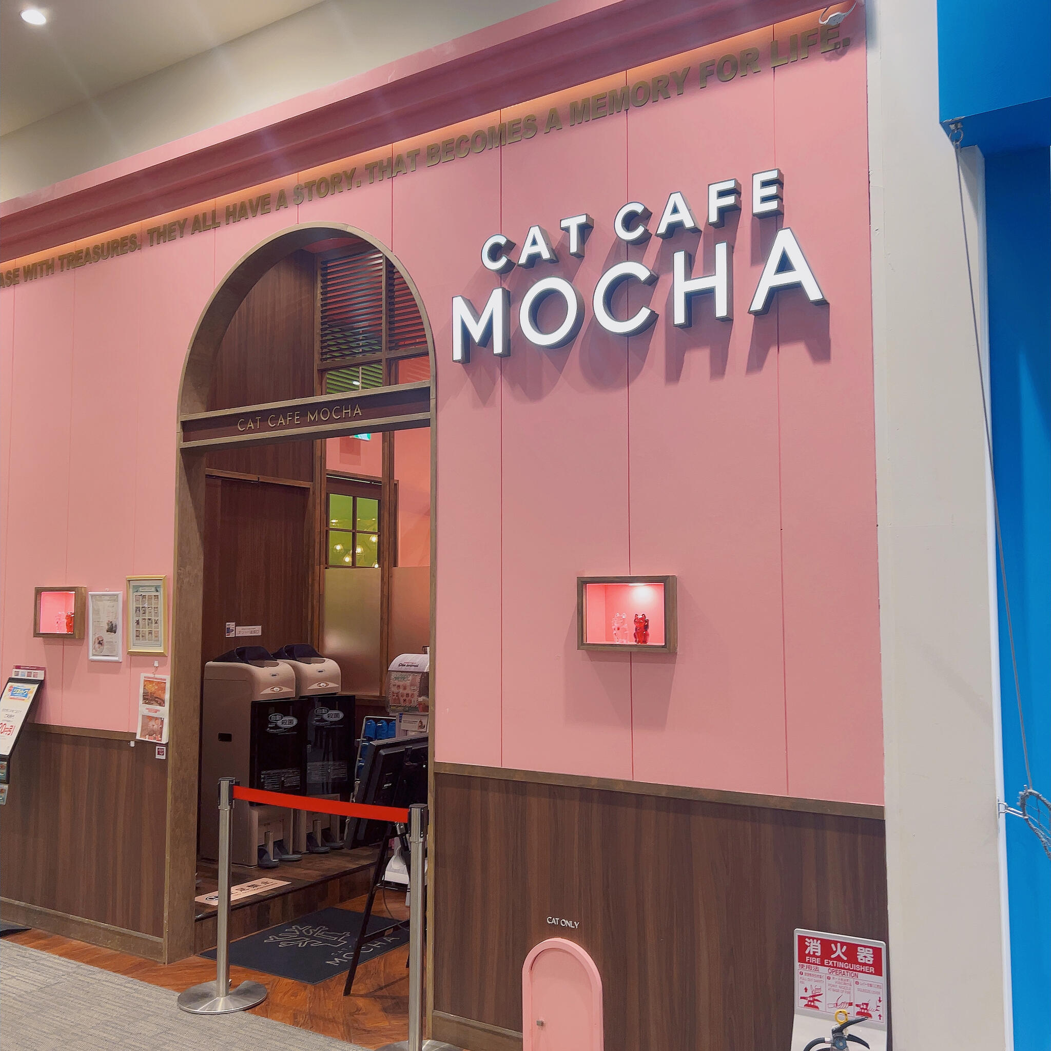 猫カフェ MOCHA イオンモール大日店の代表写真9