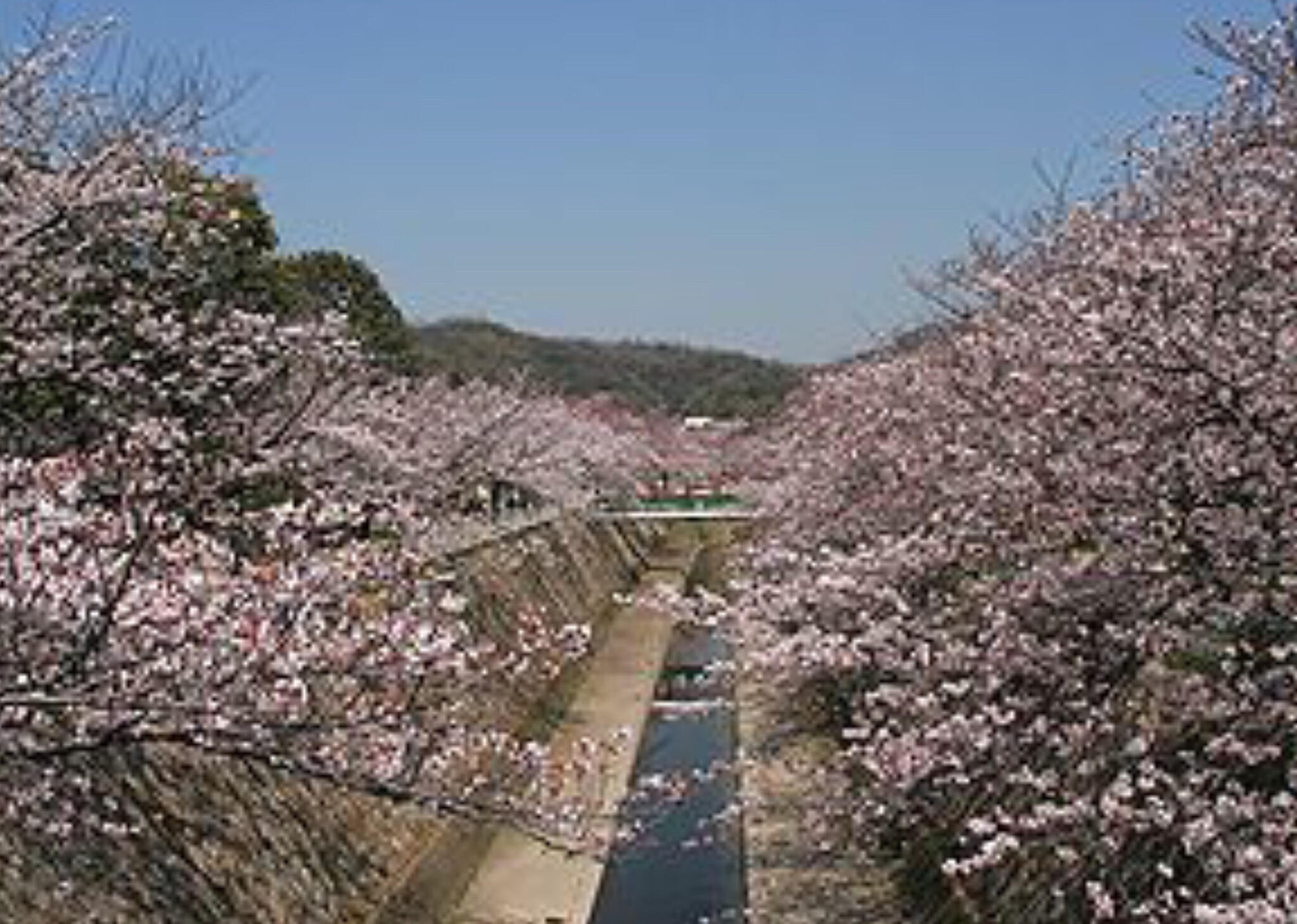 妙法寺川公園の代表写真10