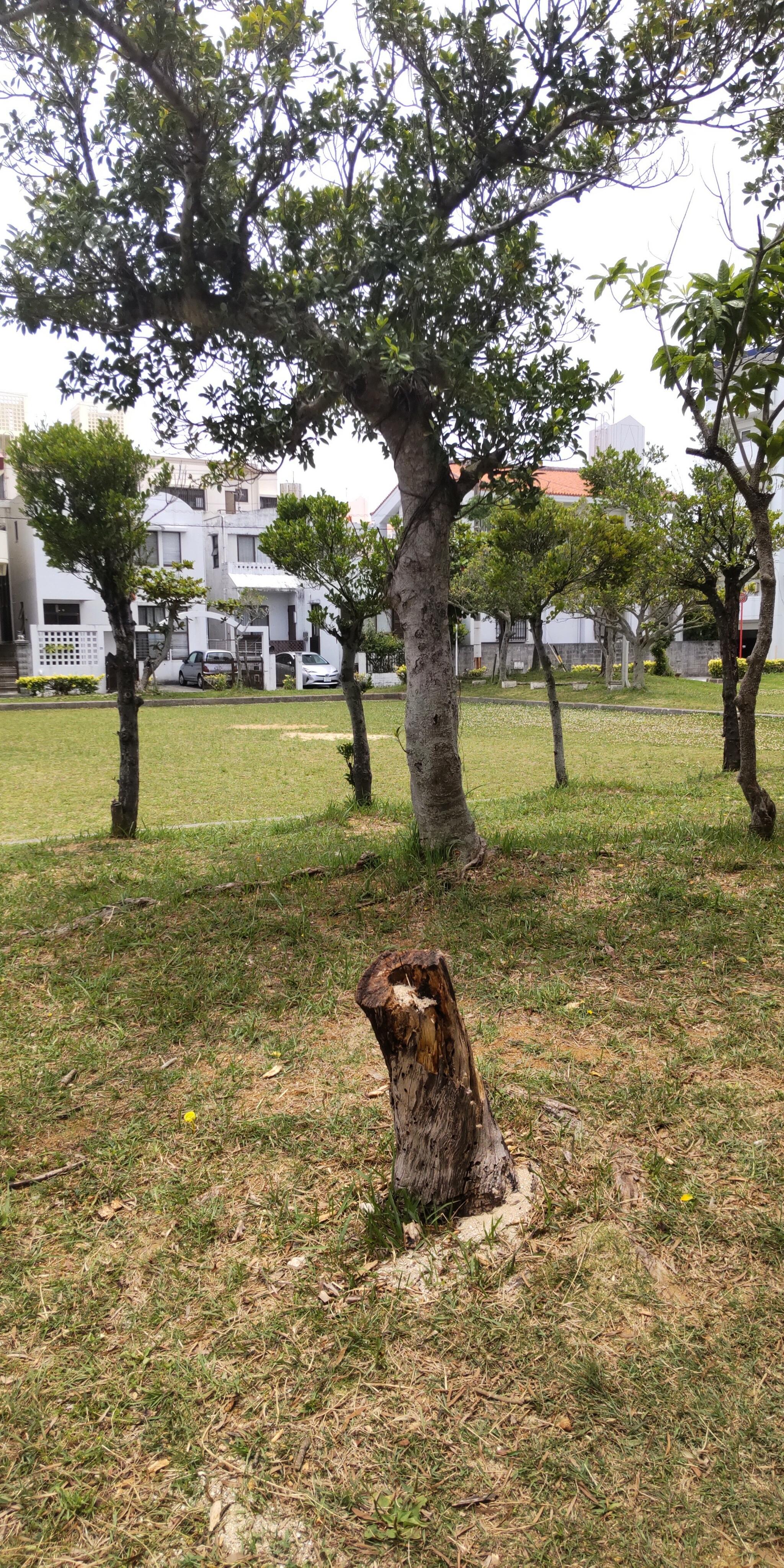 西崎ひまわり児童公園の代表写真4