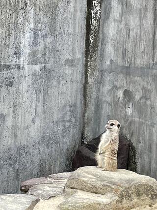 岡崎市東公園動物園のクチコミ写真1