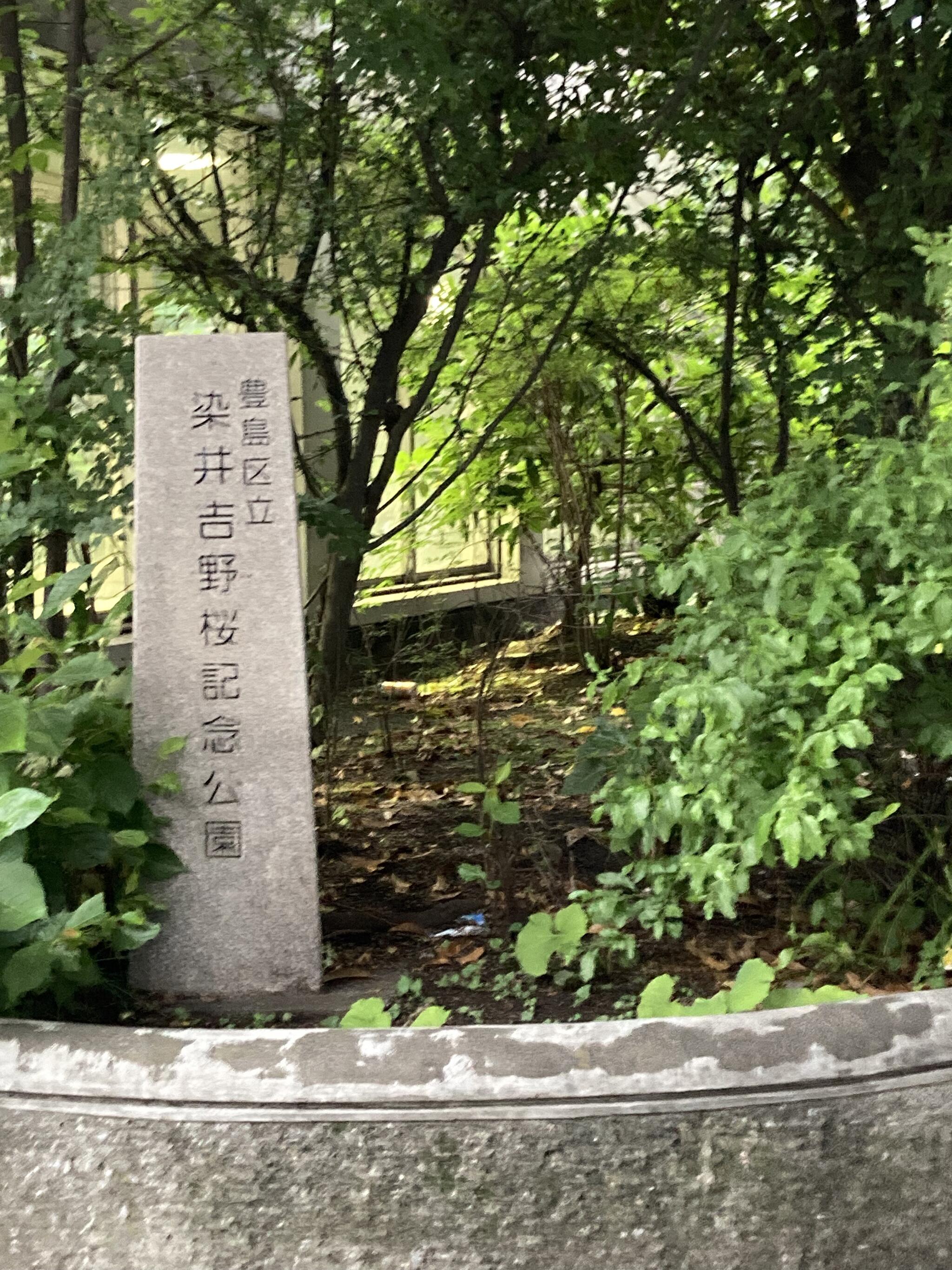 豊島区立 染井吉野桜記念公園の代表写真10