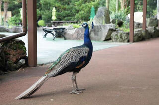 伊豆シャボテン動物公園のクチコミ写真1