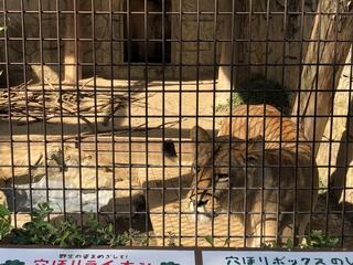 大牟田市動物園のクチコミ写真4