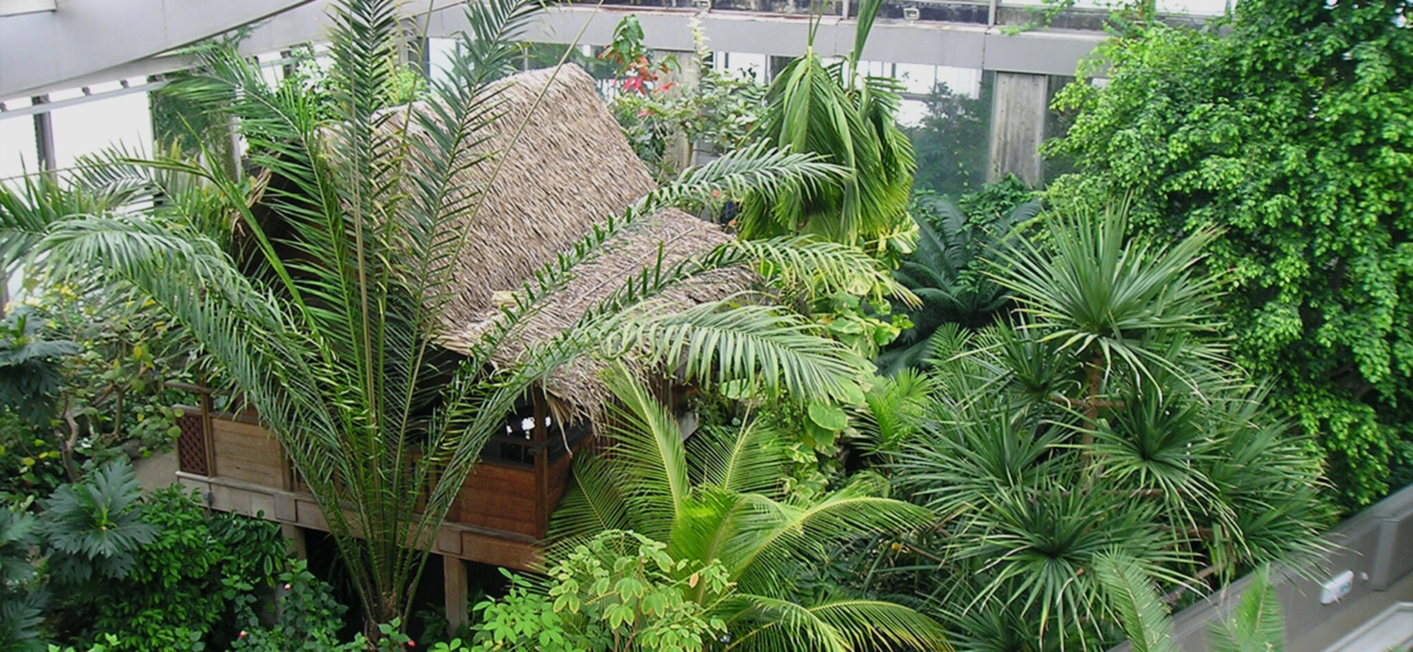 板橋区立熱帯環境植物館の代表写真5