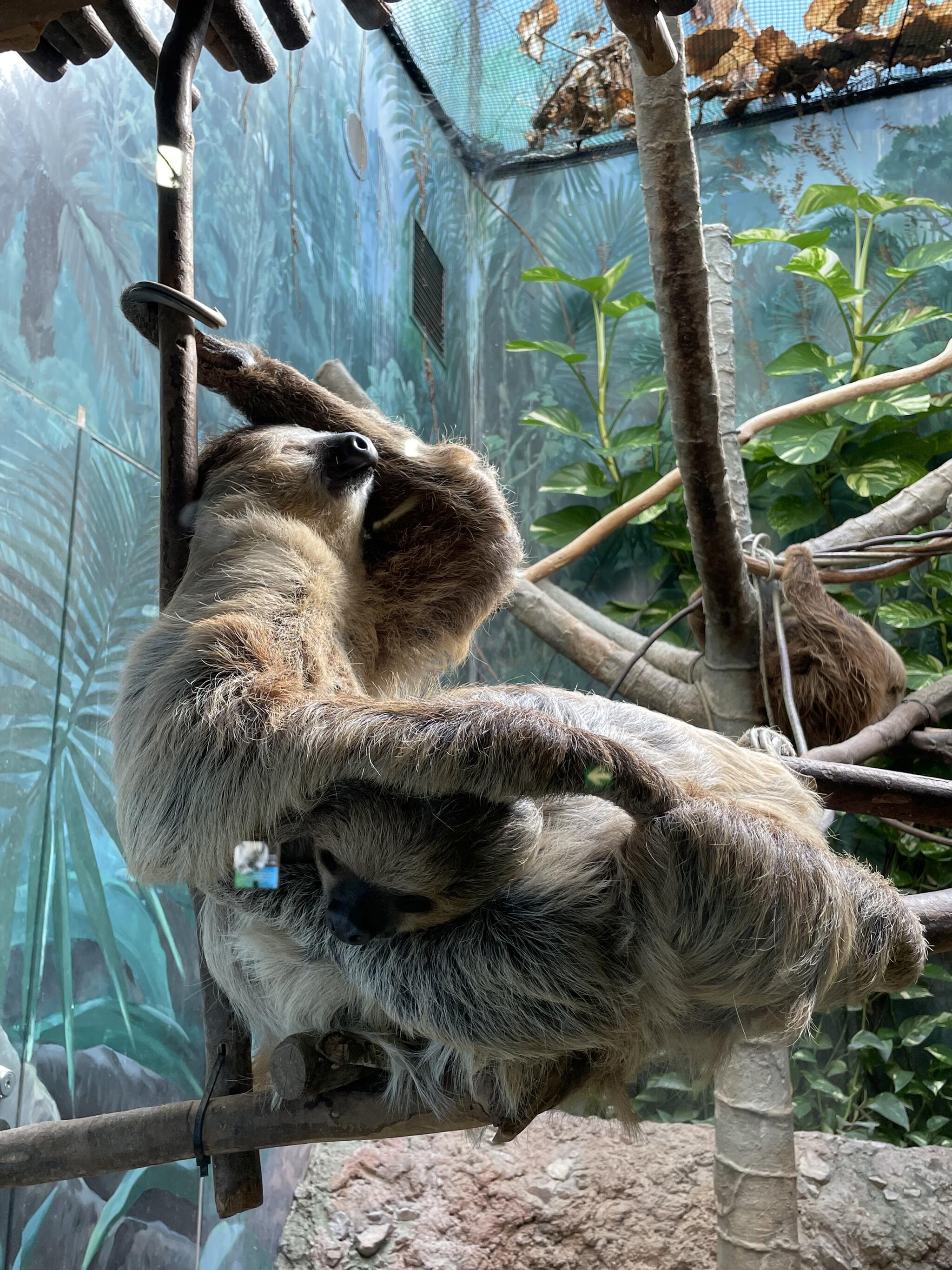 高知県立のいち動物園の代表写真10