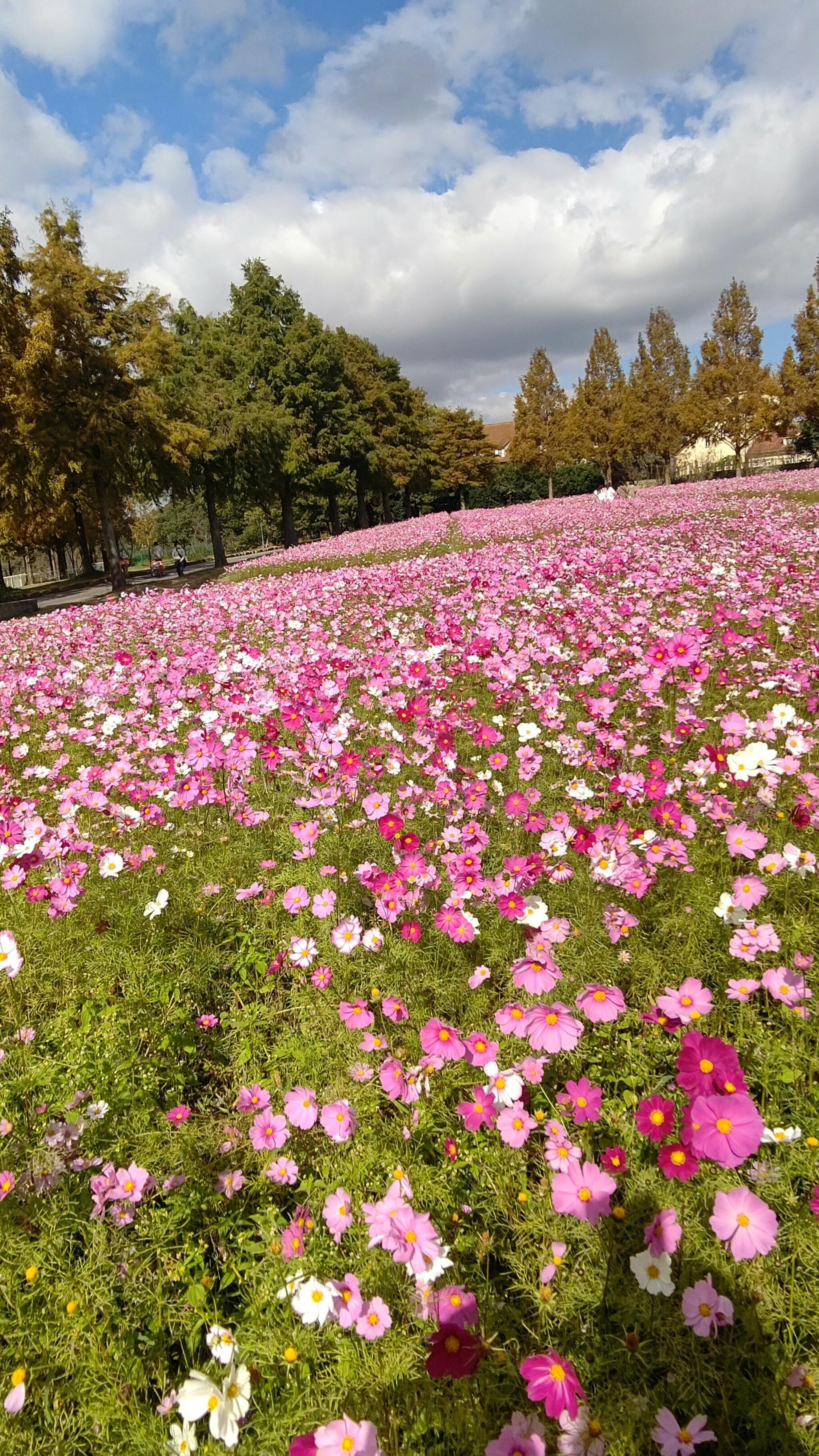 滋賀農業公園ブルーメの丘の代表写真8