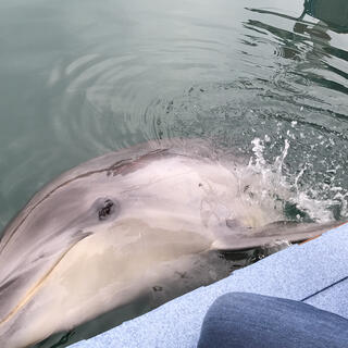 わくわく海中水族館シードーナツの写真9