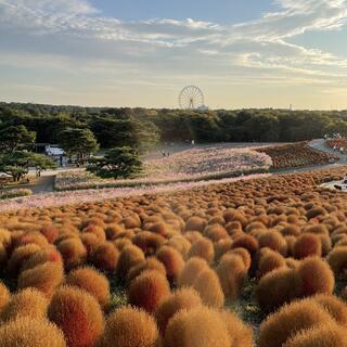 国営ひたち海浜公園 プレジャーガーデンの写真10