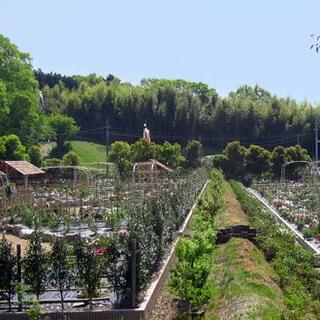 花の郷 日野ダリア園の写真4