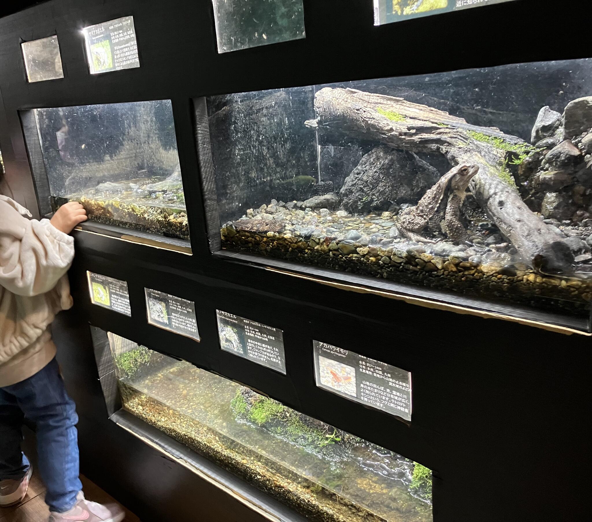 森の中の水族館。山梨県立富士湧水の里水族館の代表写真7