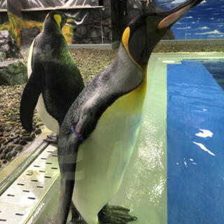 越前松島水族館の写真3