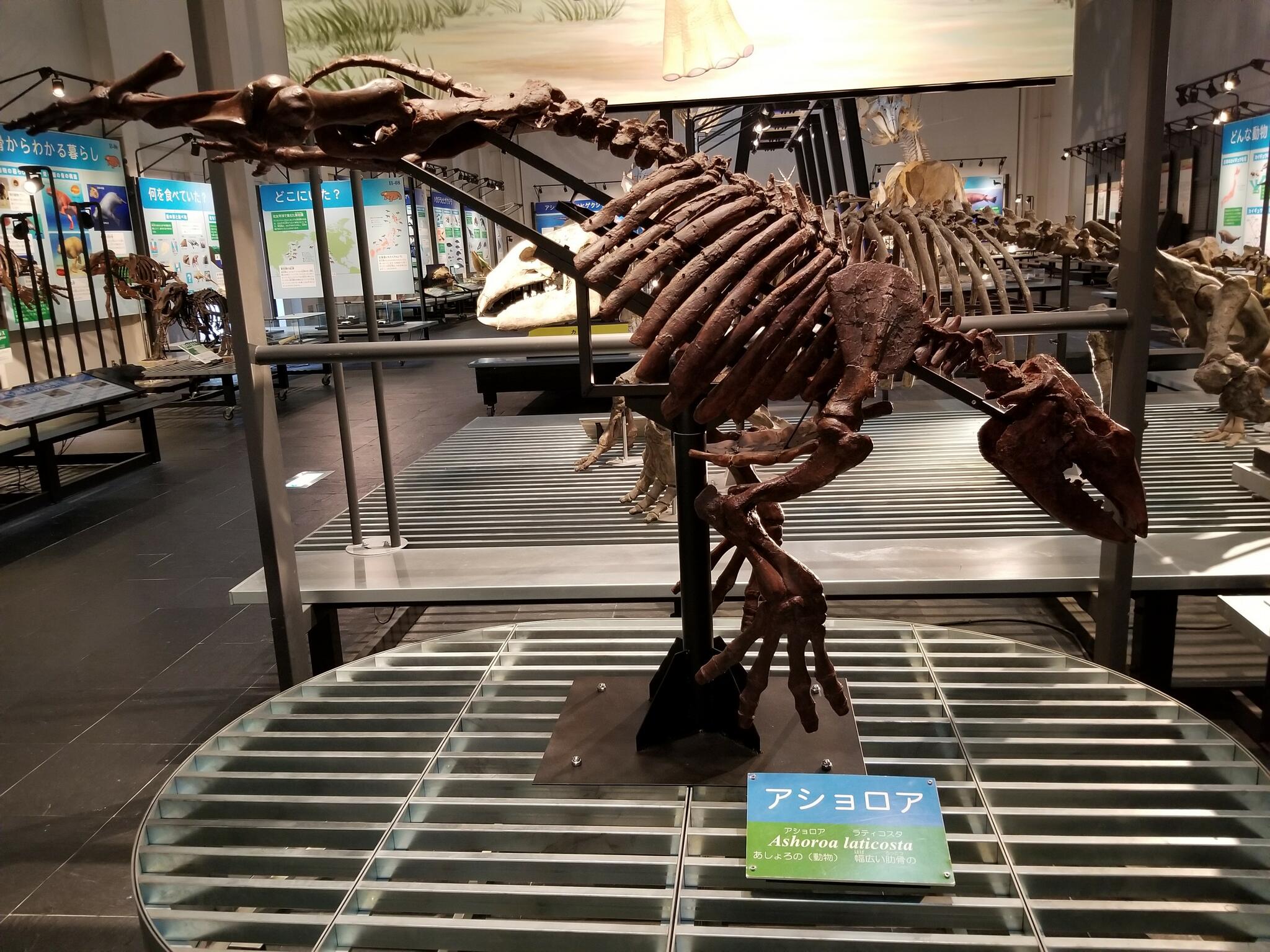 足寄動物化石博物館の代表写真3