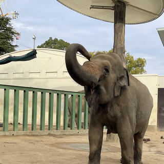 神戸市立王子動物園の写真10