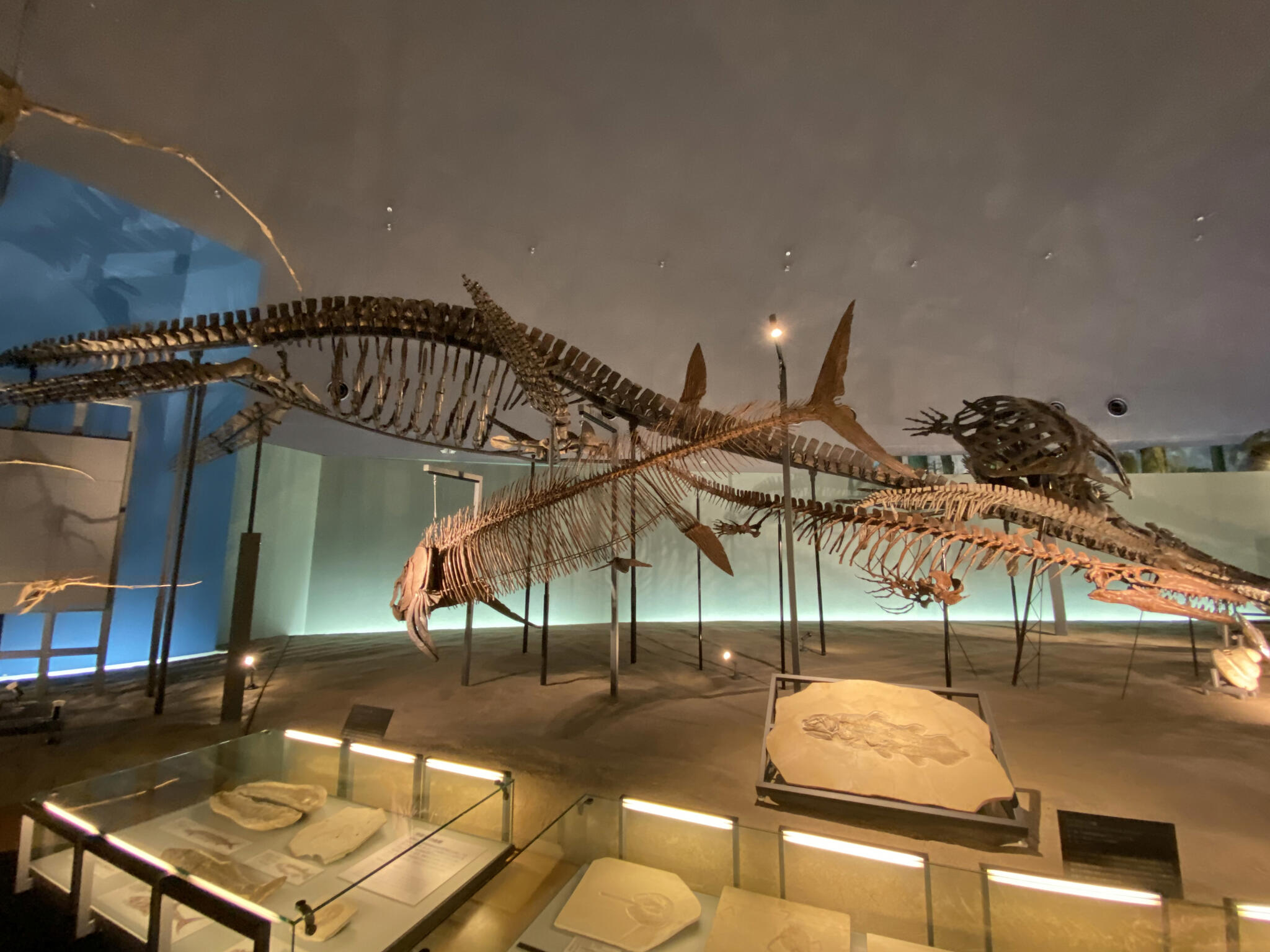 福井県立恐竜博物館の代表写真5