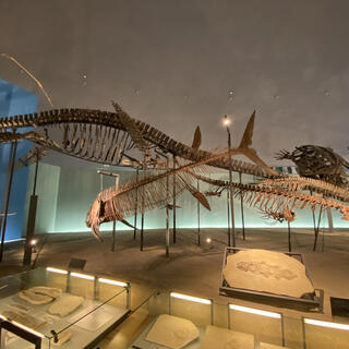 福井県立恐竜博物館の写真5