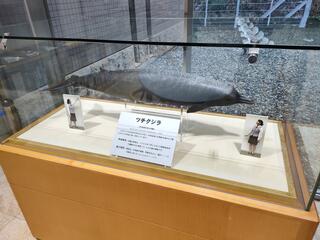 千葉県立中央博物館分館 海の博物館のクチコミ写真1