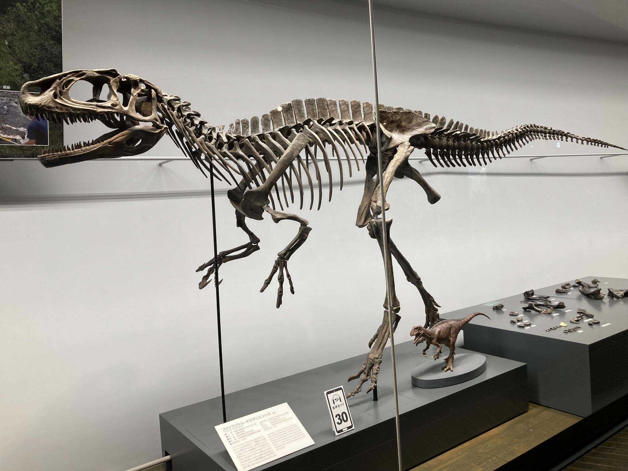 福井県立恐竜博物館の代表写真3