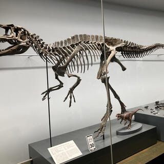 福井県立恐竜博物館の写真3