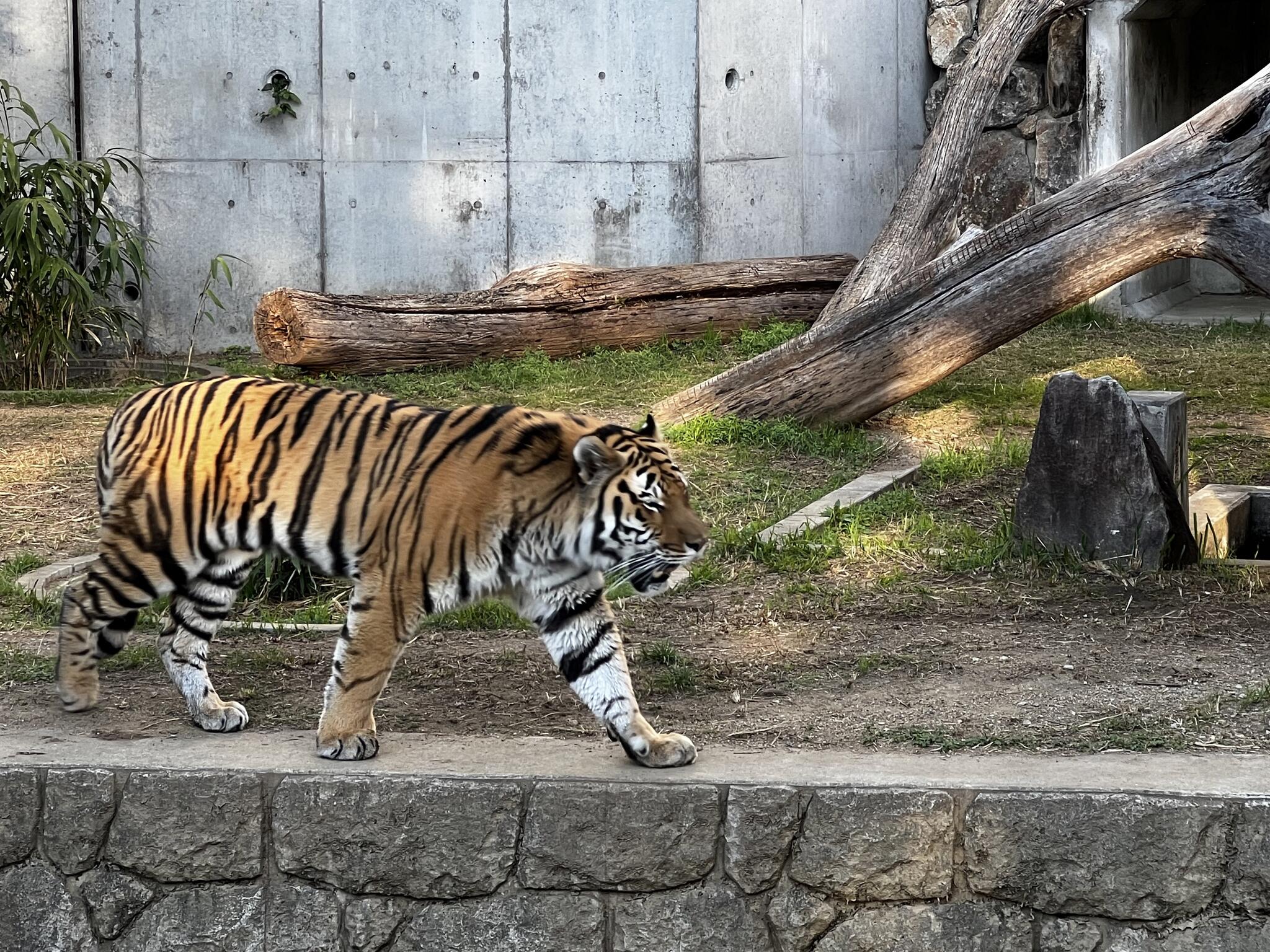 天王寺動物園の代表写真5